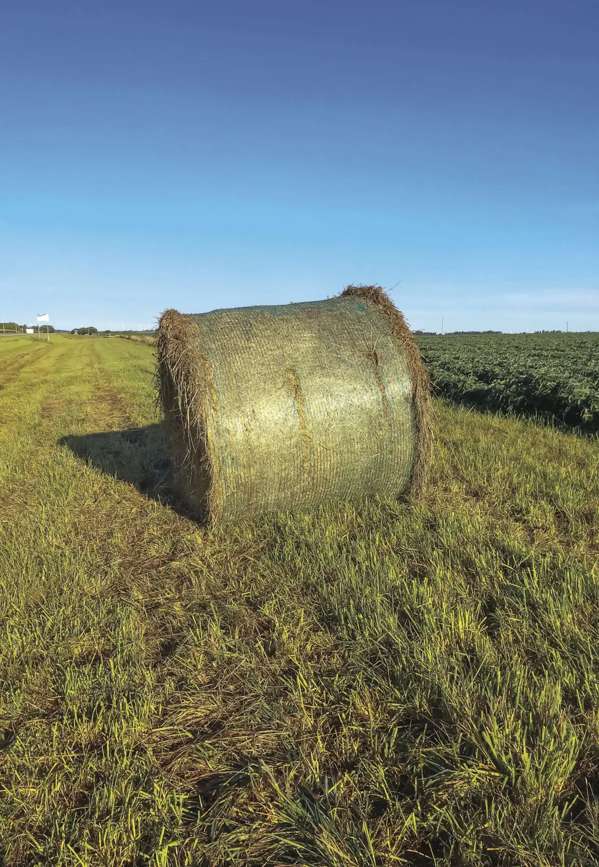 Know the feeding value of ditch hay