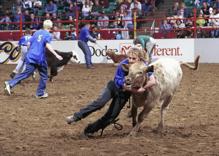 Participants in the National Western Stock Show (NWSS) Catch-A-Calf Contest scramble to get control of calves. Successful participants are awarded an animal that they care for and bring back the following year for evaluation and sale.