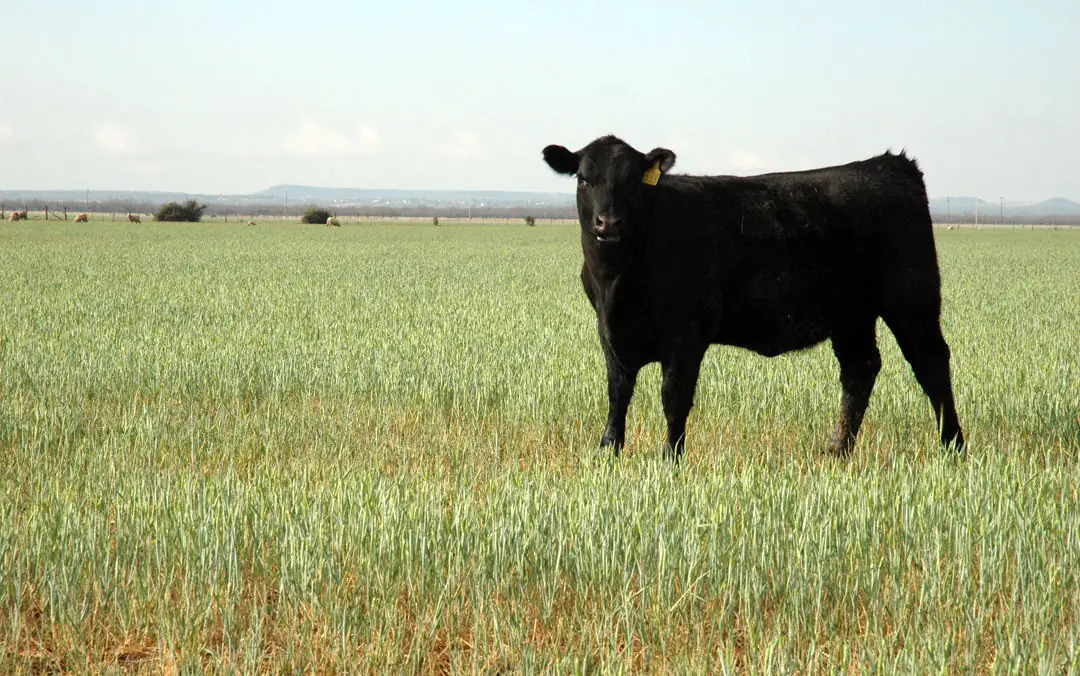 Consider your options: Graze-out vs. harvesting wheat