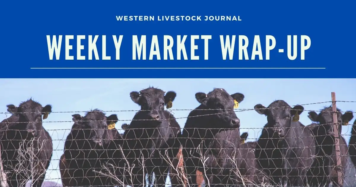 Cattle markets lose steam throughout week