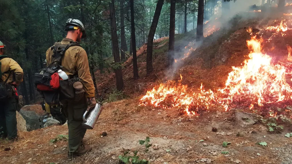 Members of the Arroyo Grande Hotshots attempting to clear out fuels near the Ferguson Fire in the Sierra National Forest in California. This wildfire has already consumed 73