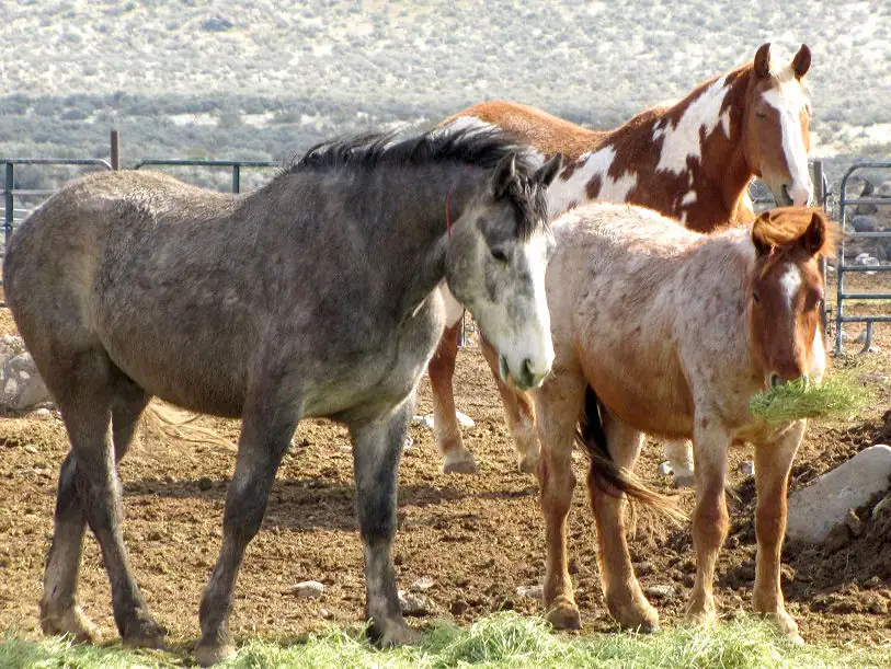 Horses gathered from the Devil’s Garden Wild Horse Territory in March 2017.