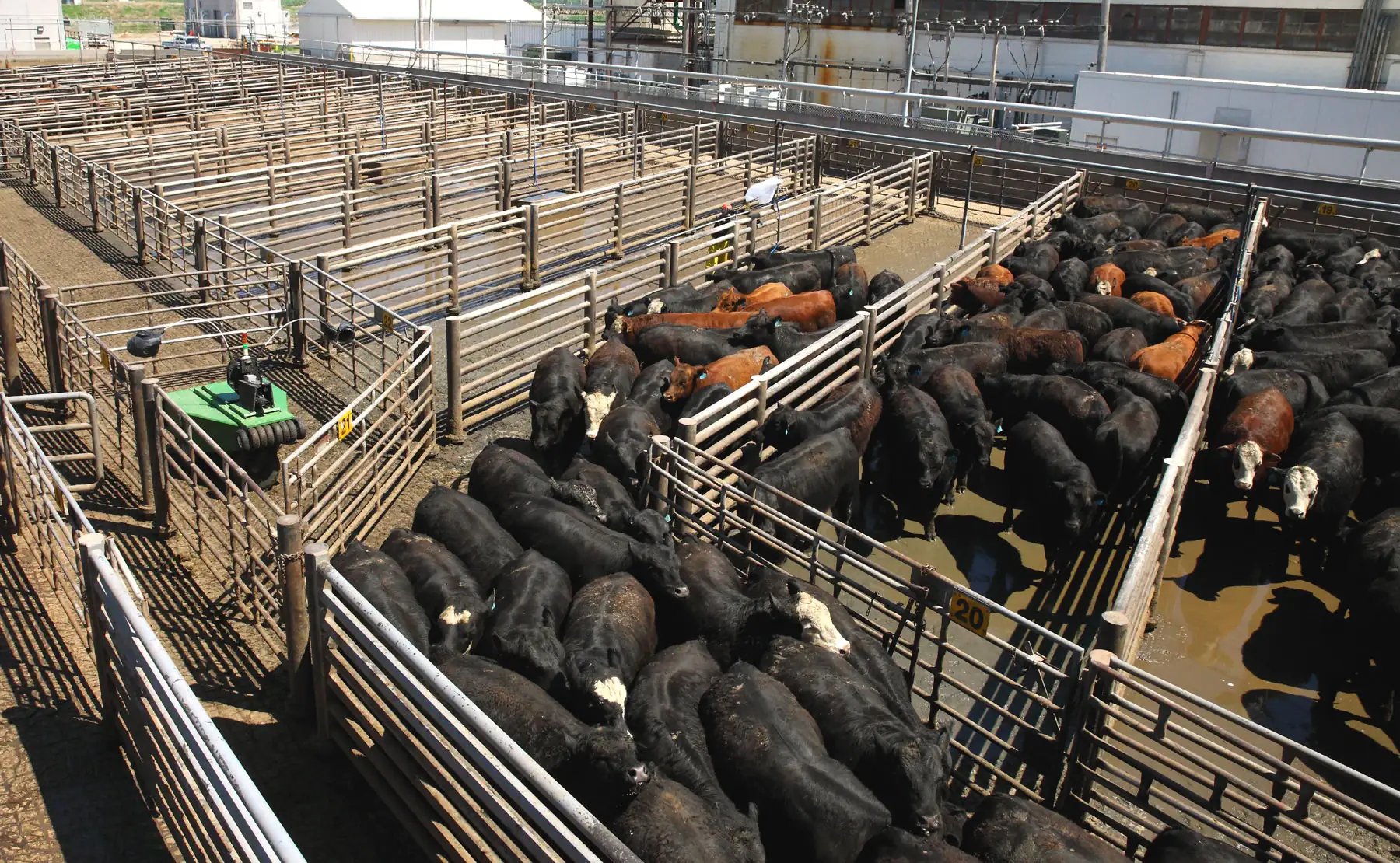 Robotic cattle driver to improve animal welfare and employee safety