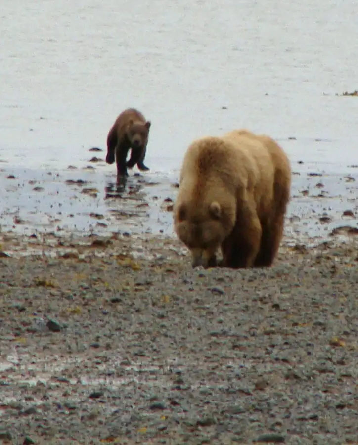 A grizzly sow and cub at the Izembek-Becharof National Wildlife Refuges