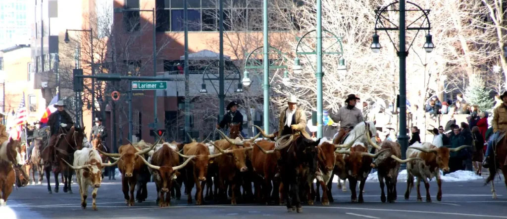 Longhorn cattle are driven through downdown Denver for the annual National Western Stock Show Kick Off Parade in 2007.