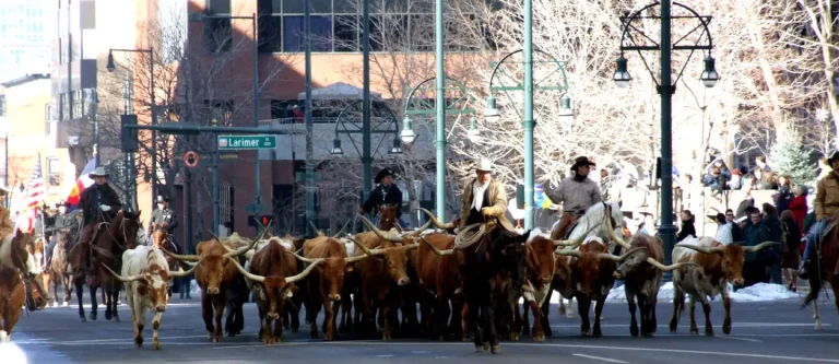 Longhorn cattle are driven through downdown Denver for the annual National Western Stock Show Kick Off Parade in 2007.