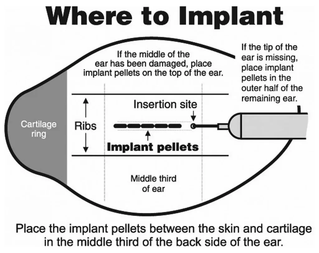 Producers should consider implanting beef calves at summer processing