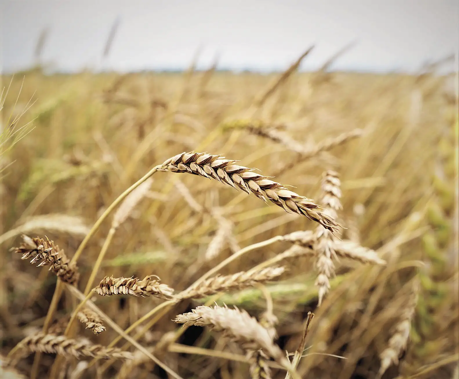 Conflict in Ukraine fuels uncertainty for agriculture