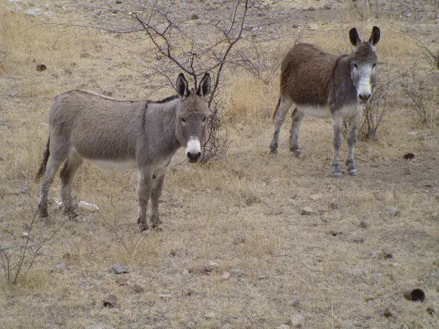 CO turns to burros to prevent wolf depredations