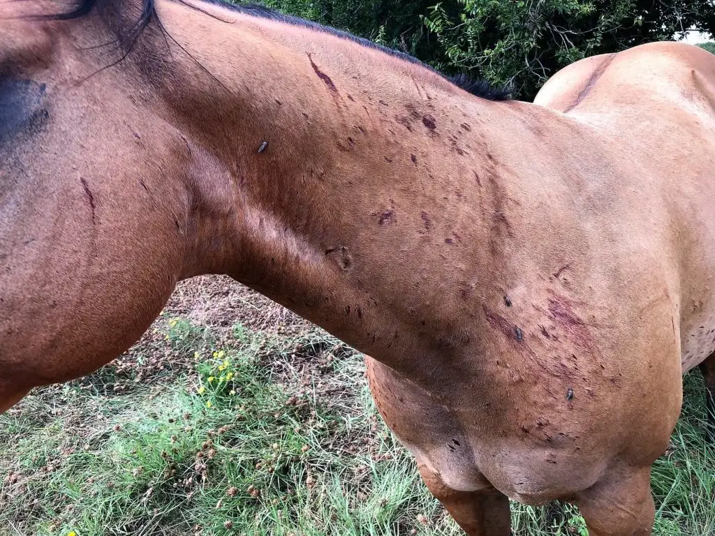 Horse flies can inflict serious wounds and introduce diseases to livestock. Livestock should be moved from infestation sites immediately to relieve and protect animals because chemical controls have shown minimal success abating horse flies