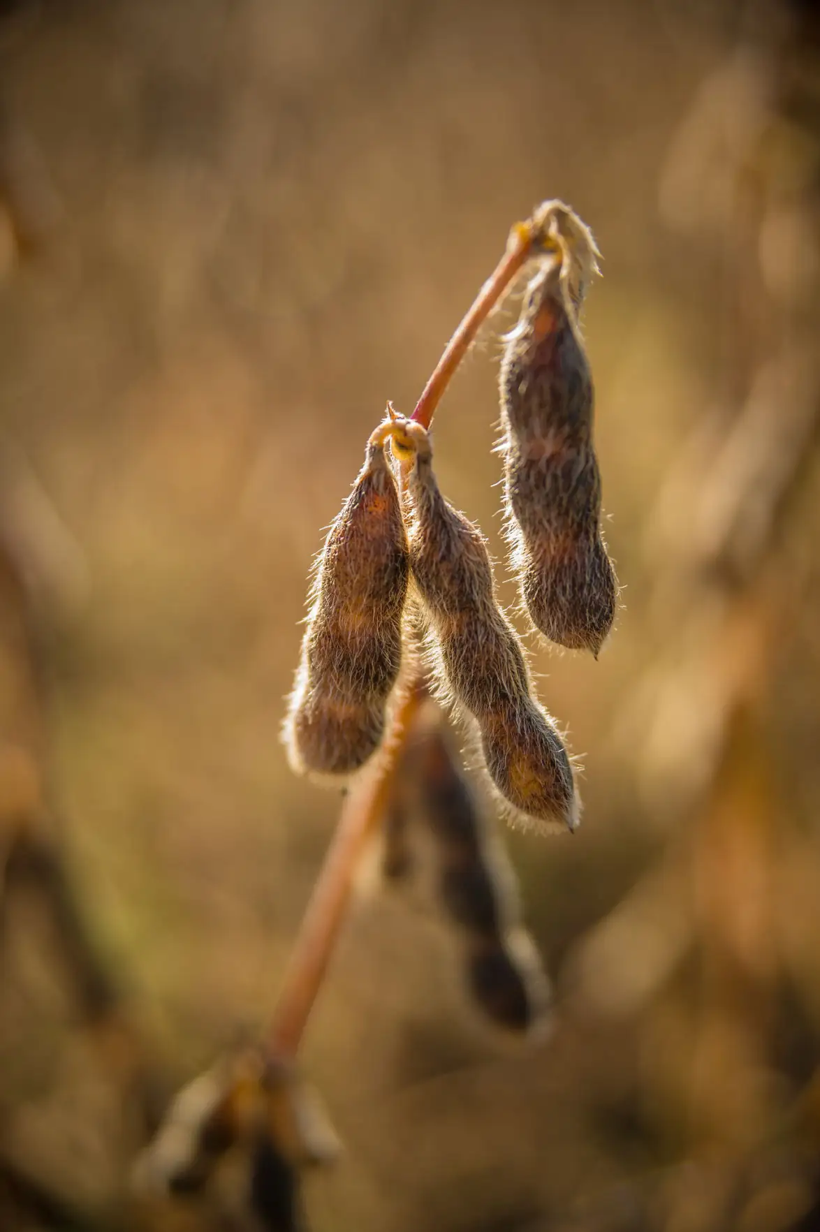 Adding value to soybeans through cattle