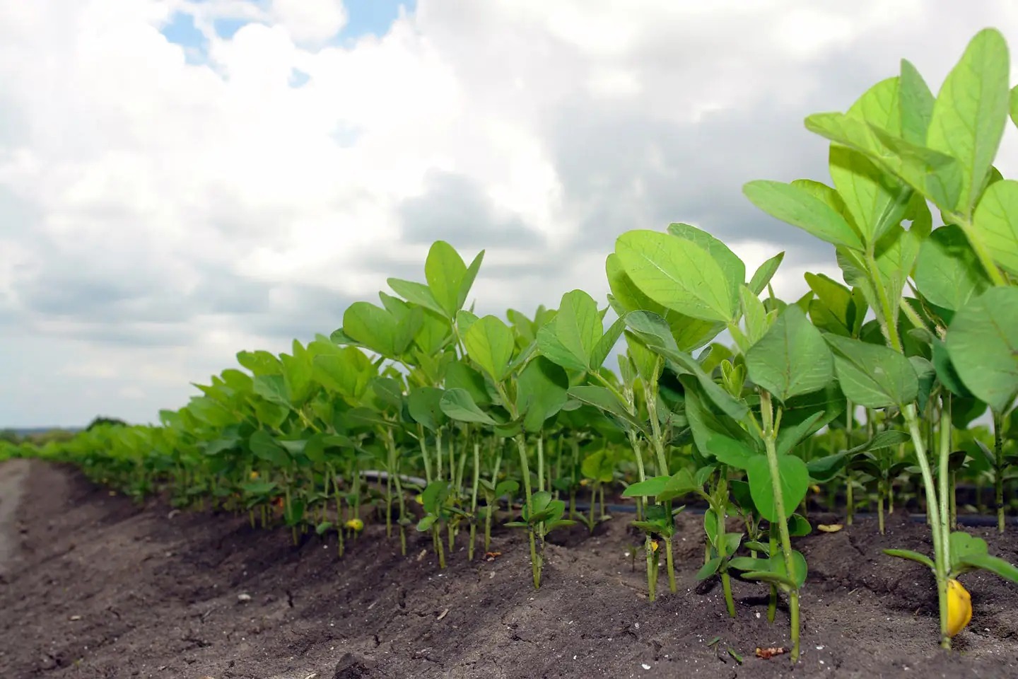 Biodiesel industry board asks for higher RFS volumes