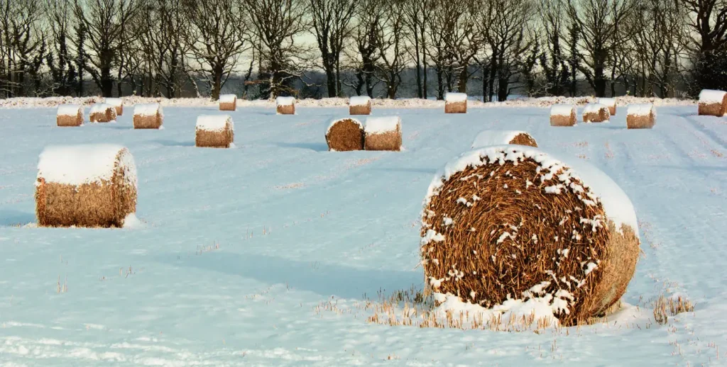 BeefTalk: Will the hay inventory feed the cows?