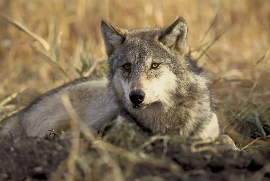 The gray wolf is still protected in western Oregon