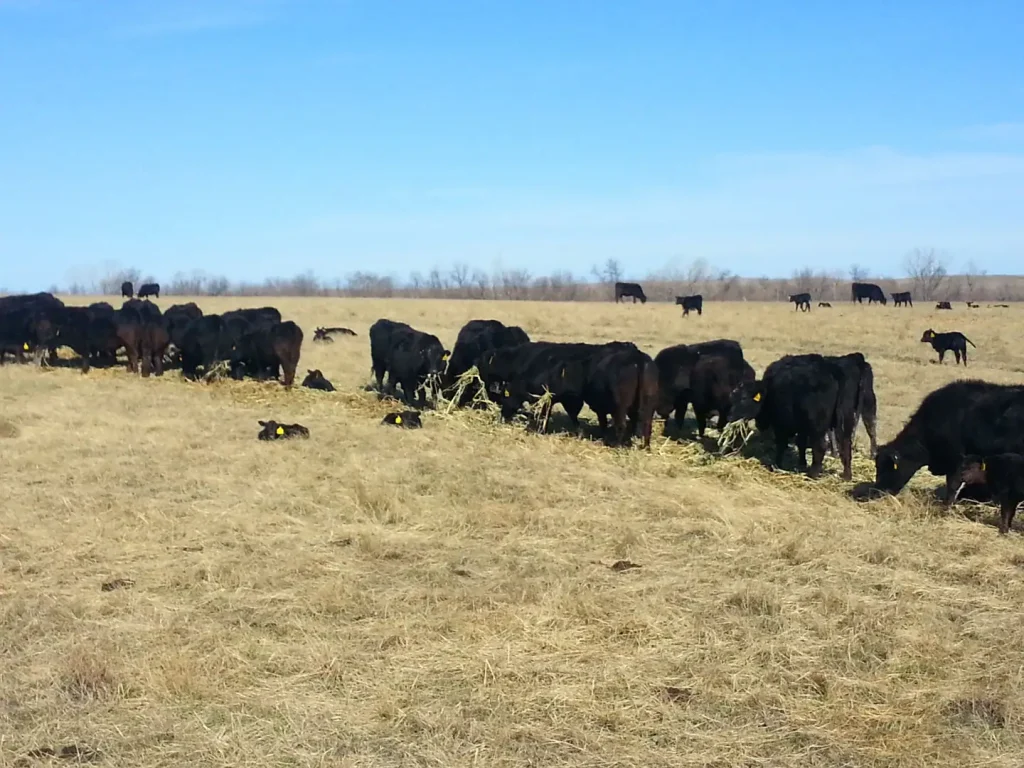 The first 60 to 90 days after cows have calved are the most demanding in a cow's production cycle.