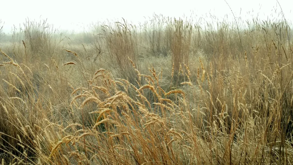 Dew-ladened grasses on a foggy morning near the Hagerman Fossil Beds in Idaho.