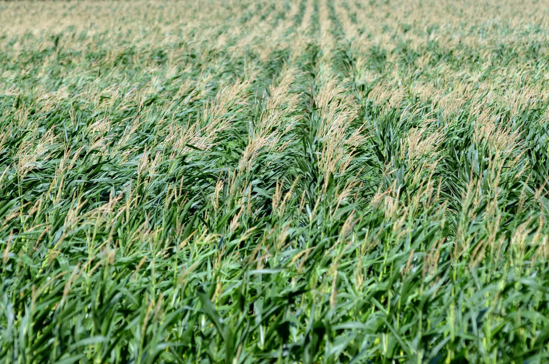 Follow the rules for quality silage