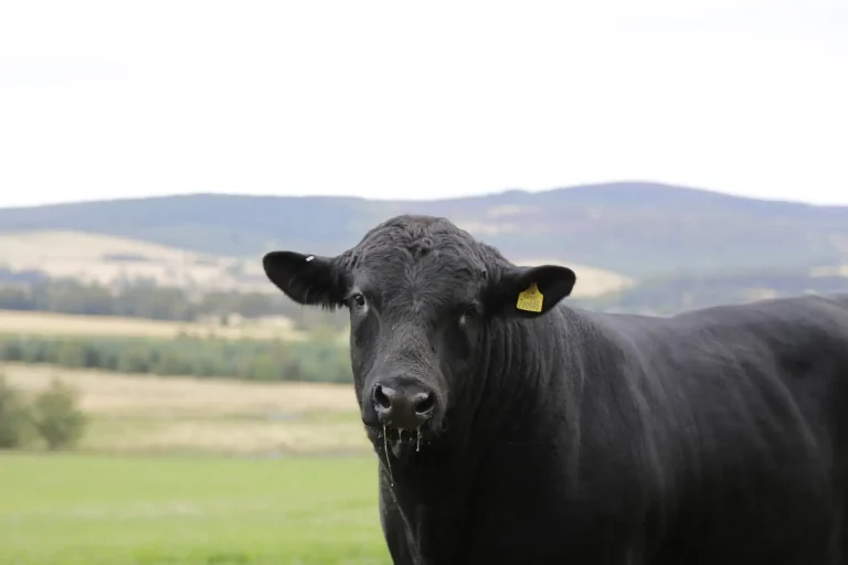 Angus