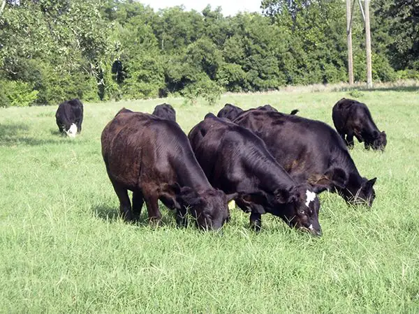 Kansas State University researchers say a recent study indicates that it’s possible to select cattle that would drink less water and still perform well during times of drought or heat stress.