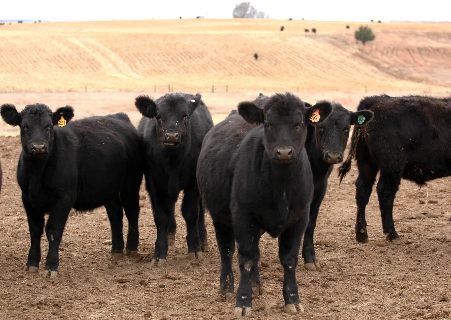 On Target: Early path to quality beef