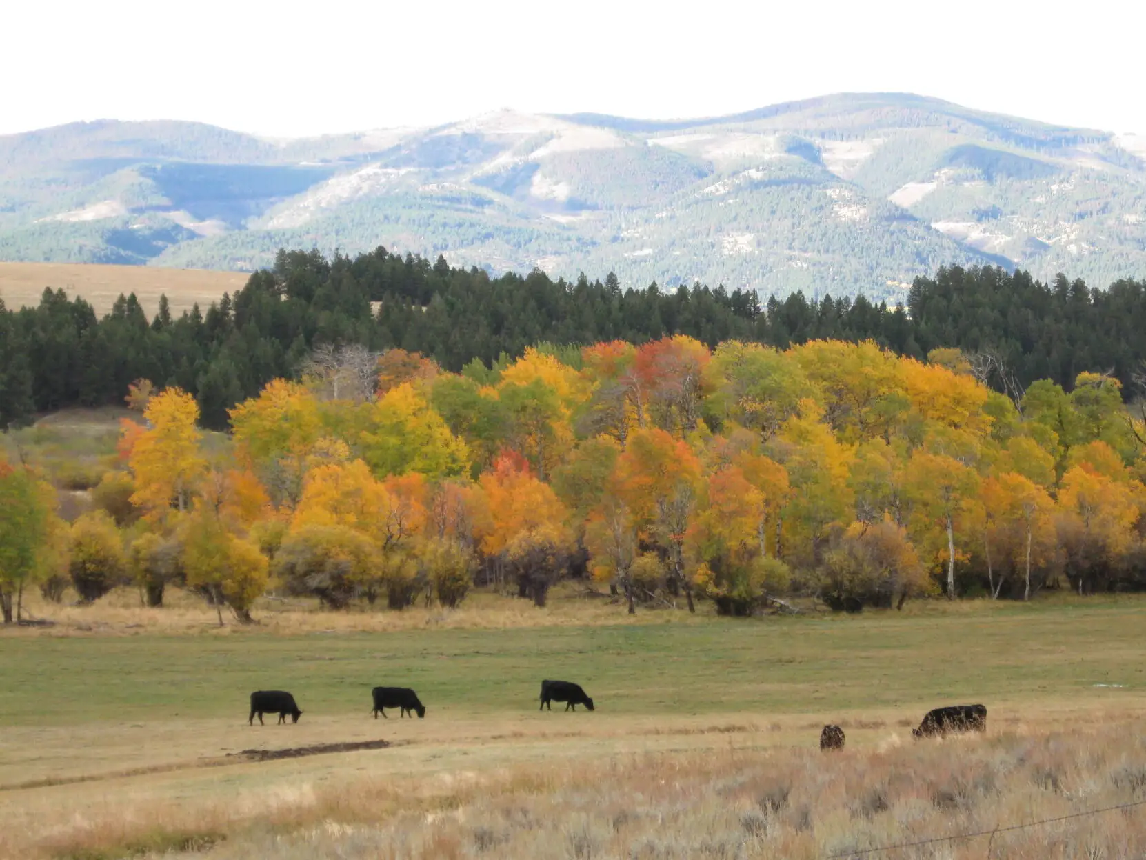 PLC, USFS enter grazing monitoring agreement