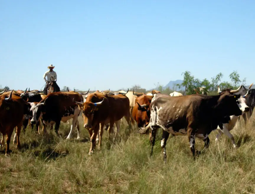 Livestock traceability discussed at forum