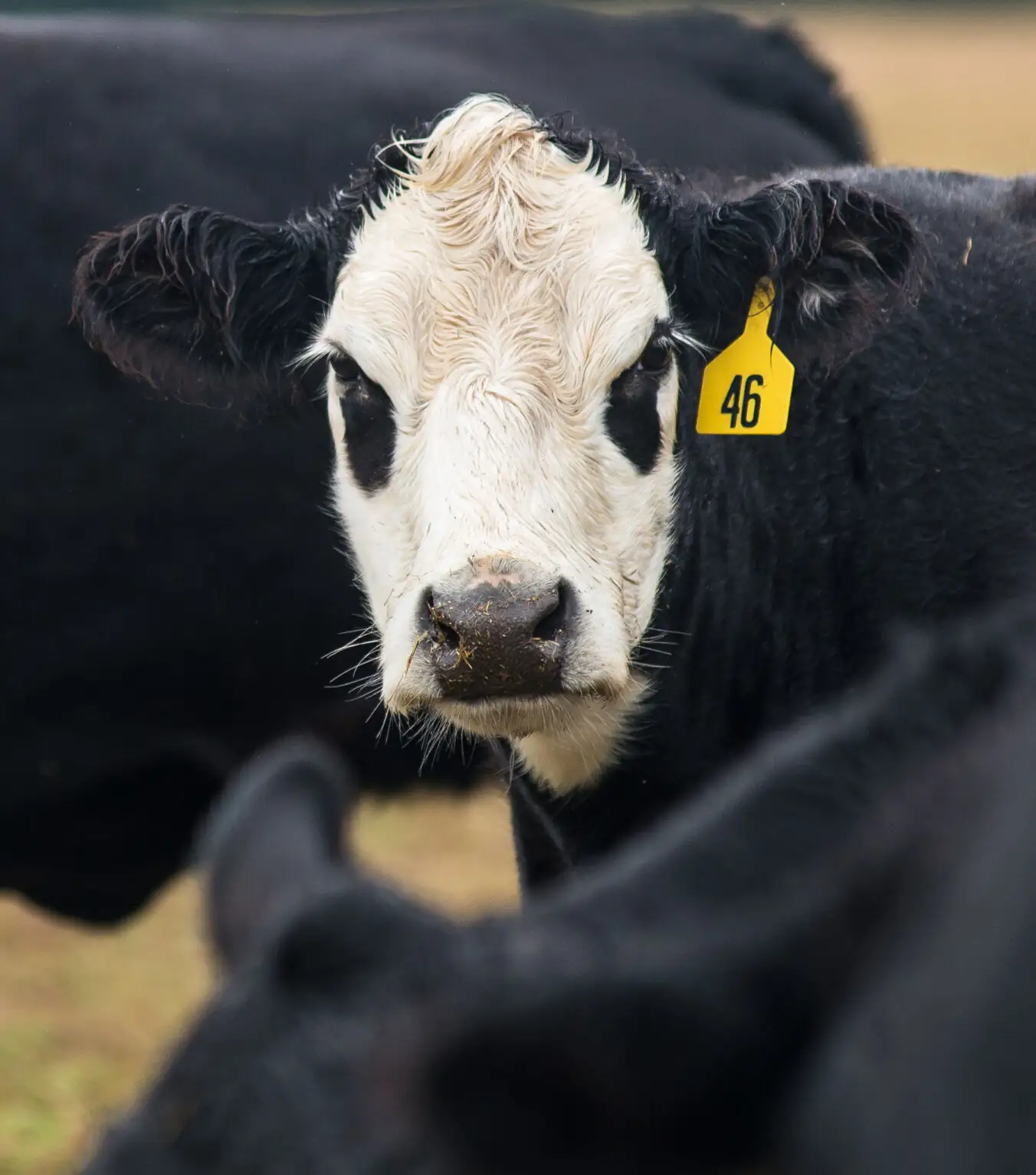Pen-side test for BRD could save industry millions