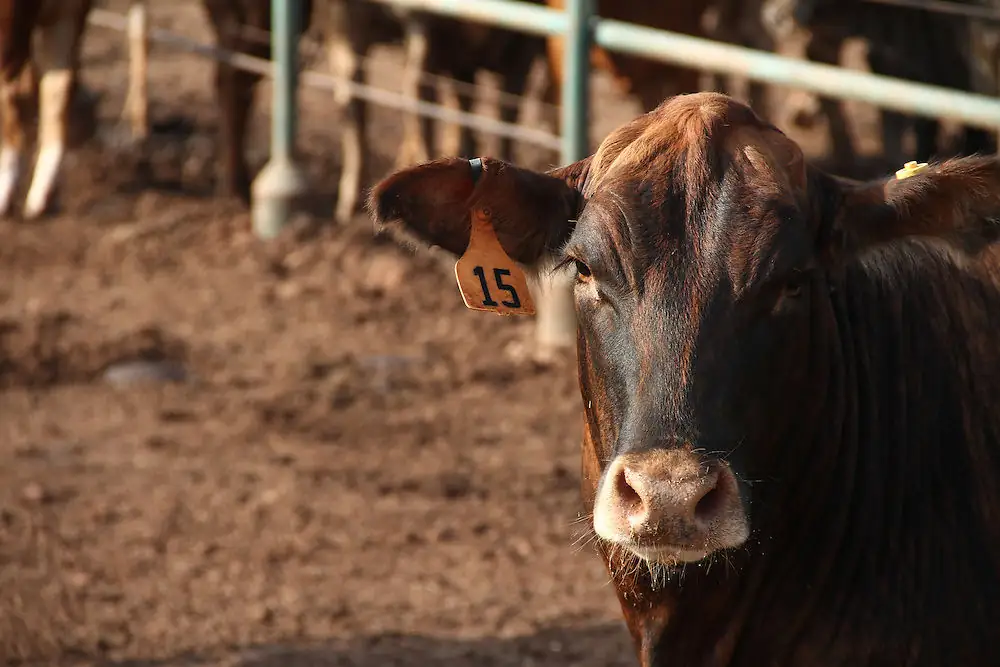 Strong momentum continues for U.S. beef exports