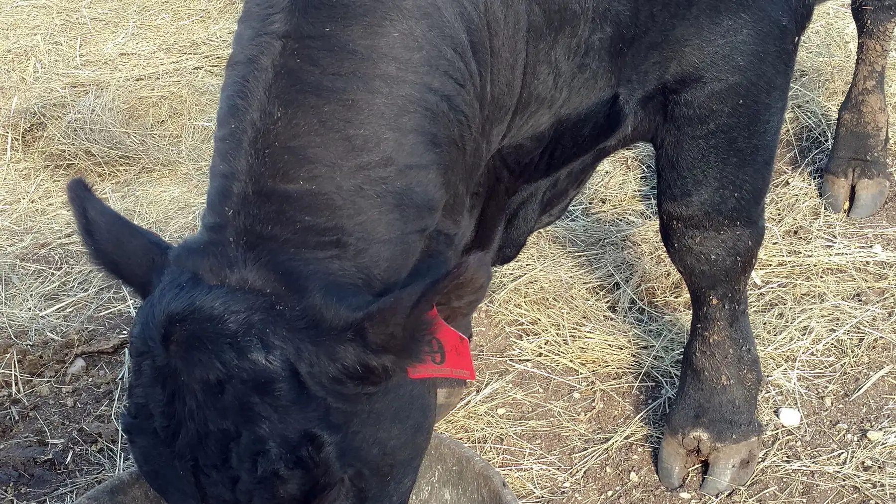 Pinkeye and foot rot a rancher’s headache