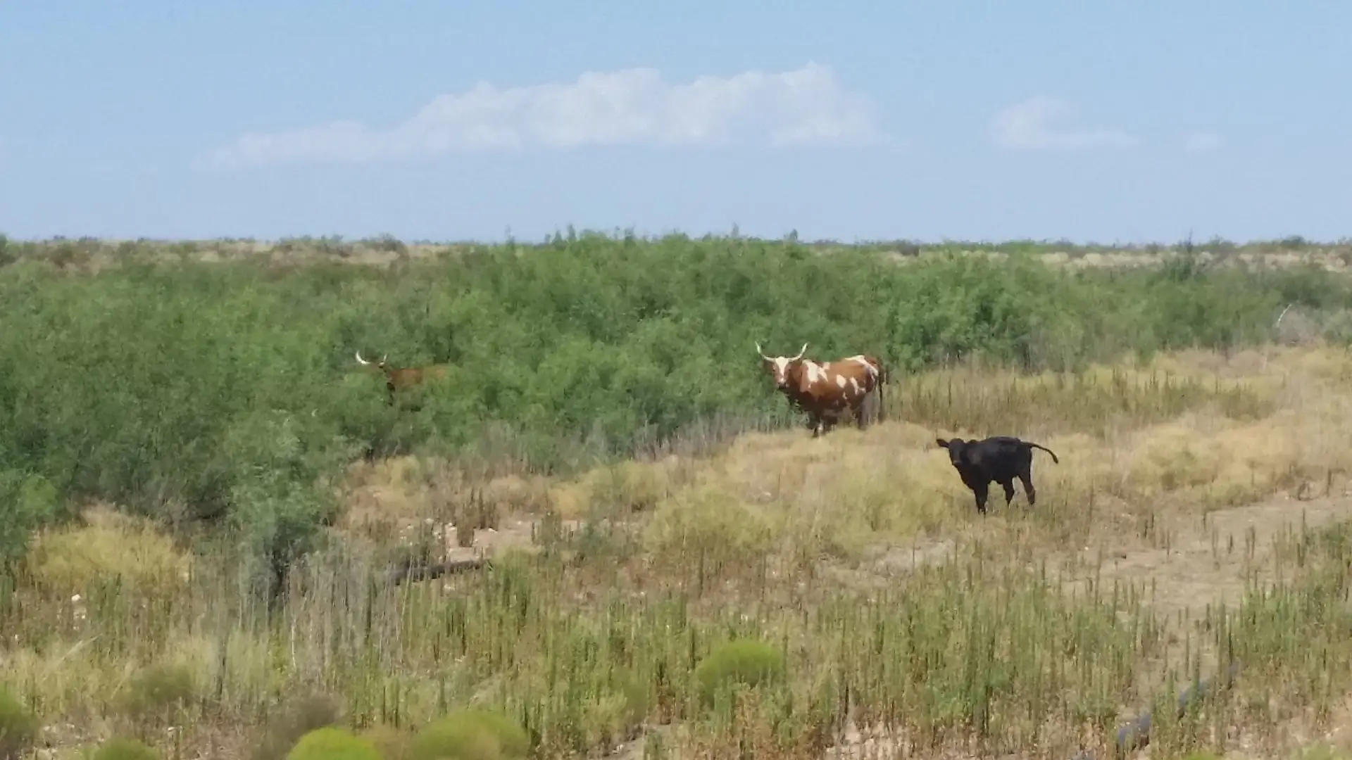 Ranchers participate in outcome-based grazing project
