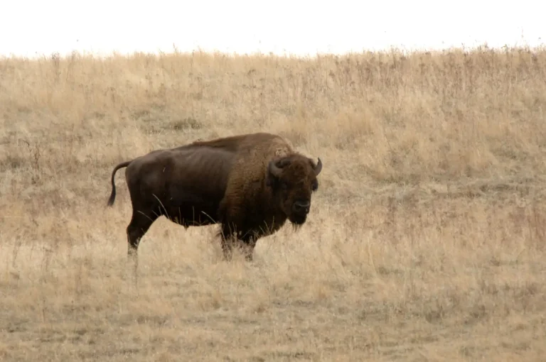 American bison graze in the National Bison Range Wildlife Refuge in Montana on November 17