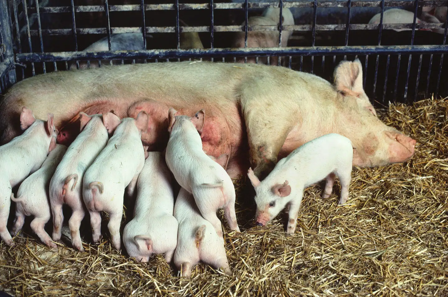 FDA approves biotech swine for food, medical use