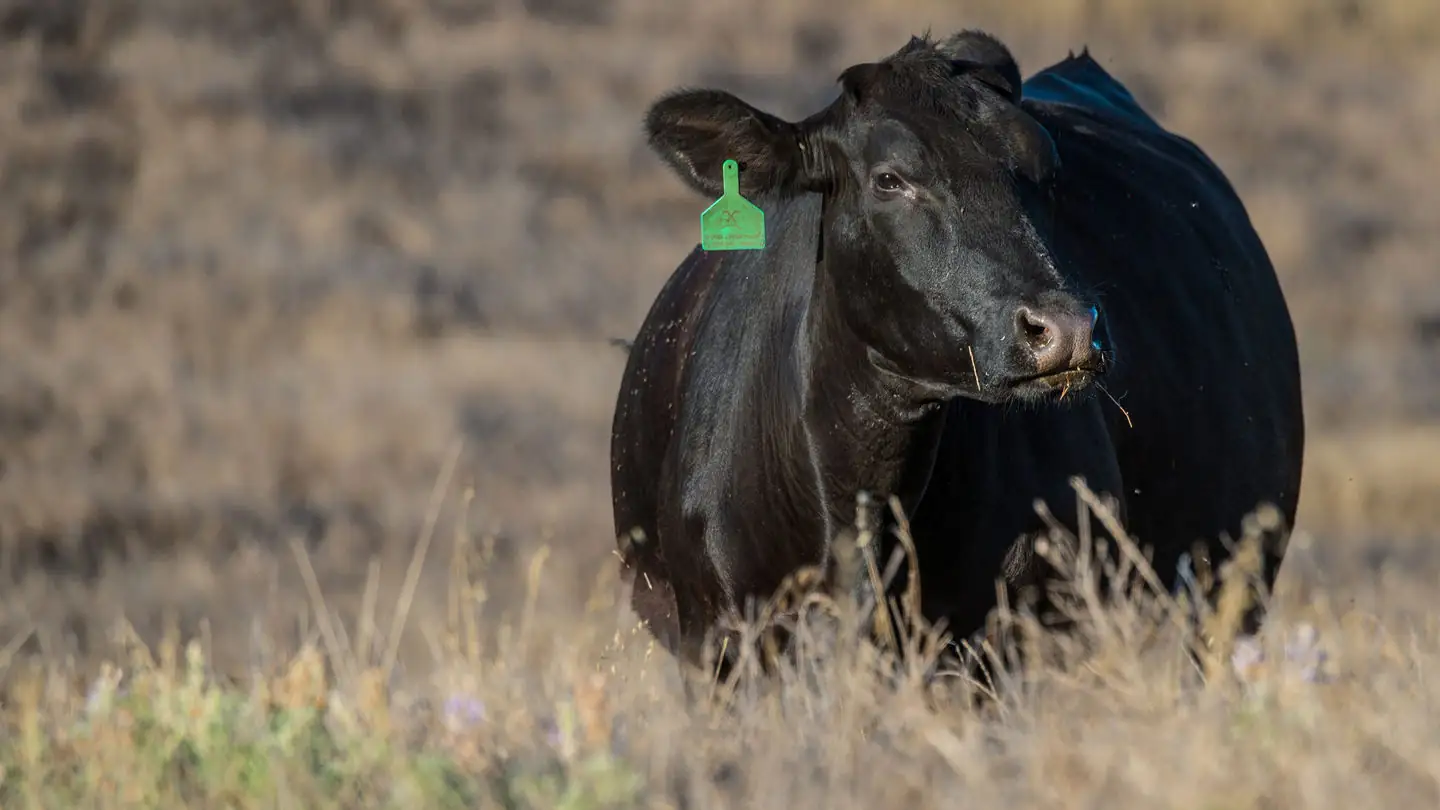 DNA testing to improve the accuracy of selection