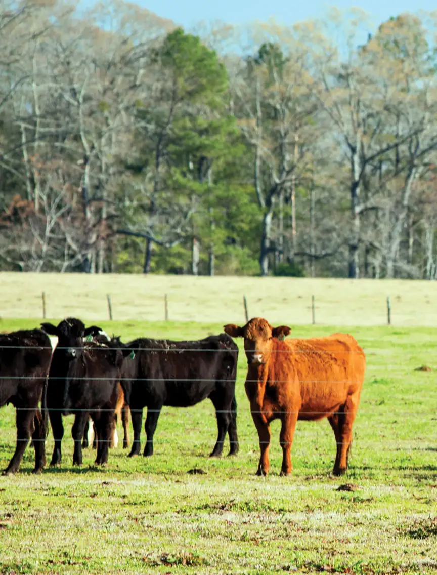 Canadian livestock inventory up 2.5%