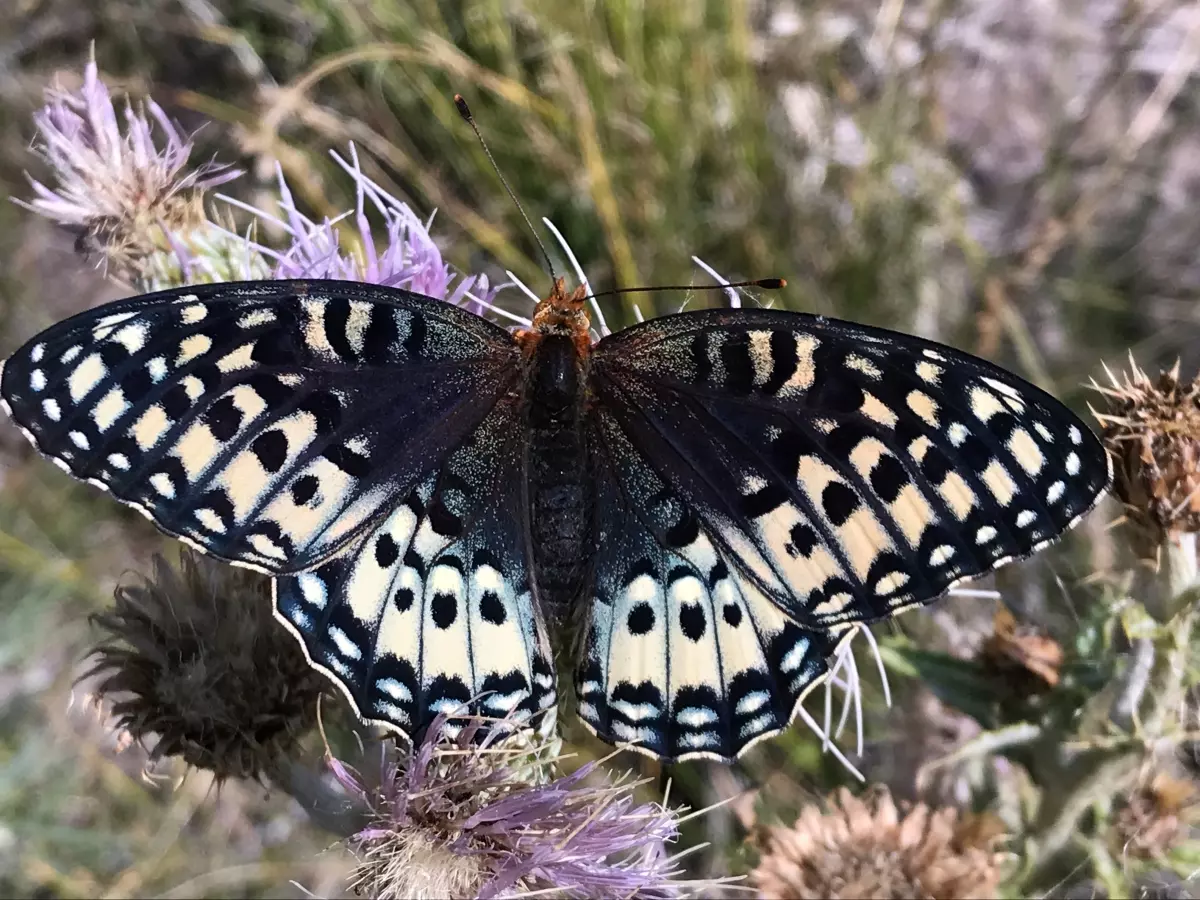 Greens sue USFWS over butterfly