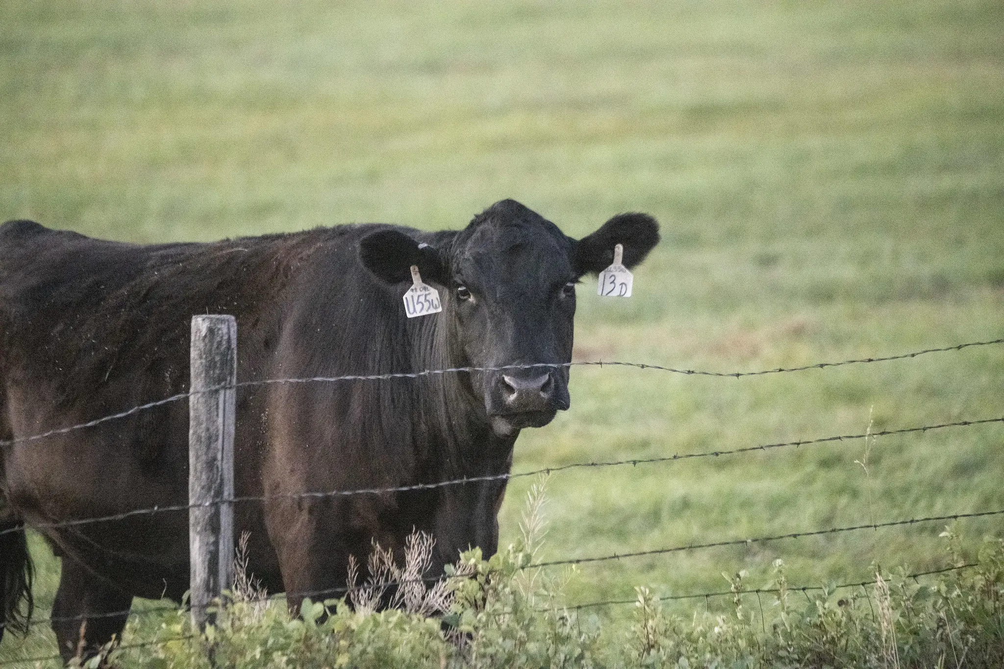 Texas court clarifies liability for loose cattle on highways