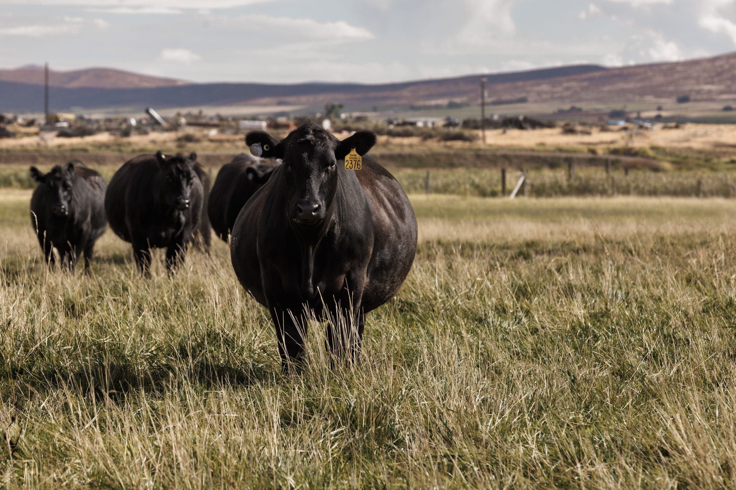 Balancing cow weight with industry demand