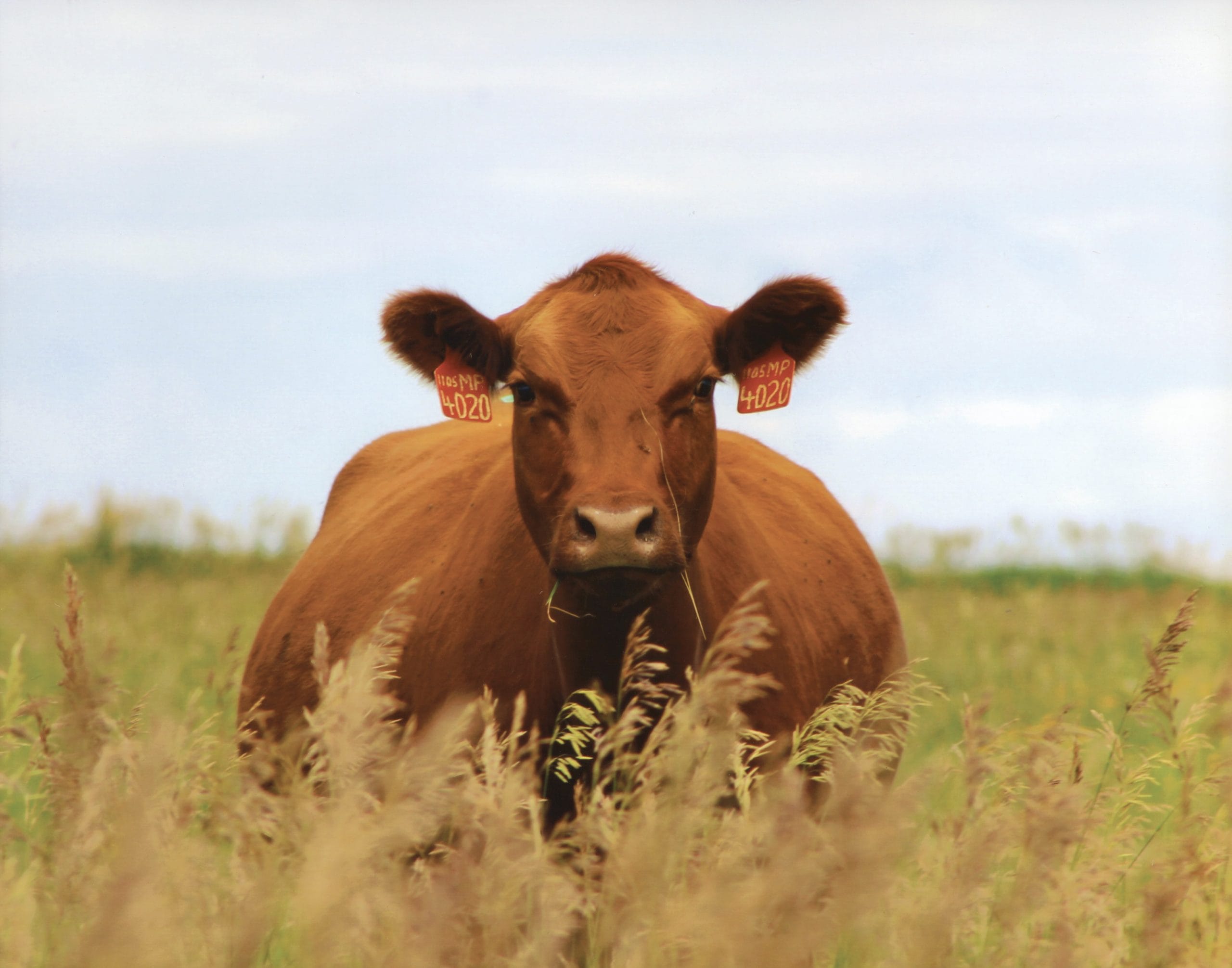 Unlocking your cattle’s full genetic potential