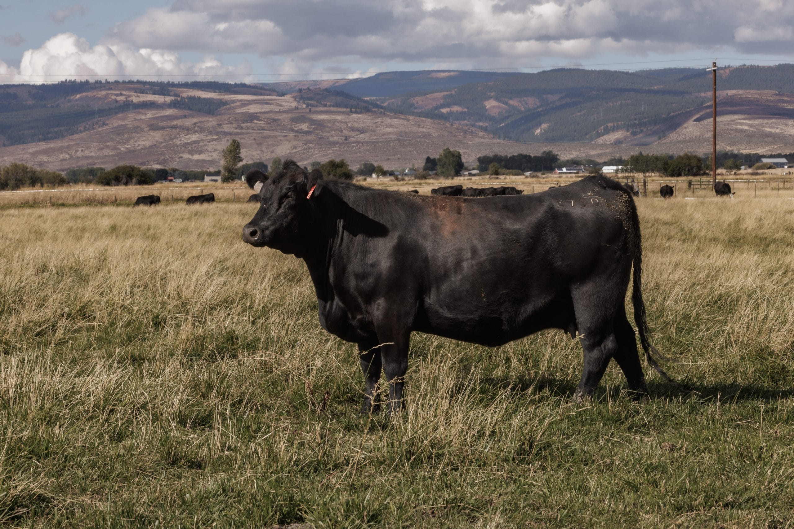 Making the most of genetic potential through nutrition