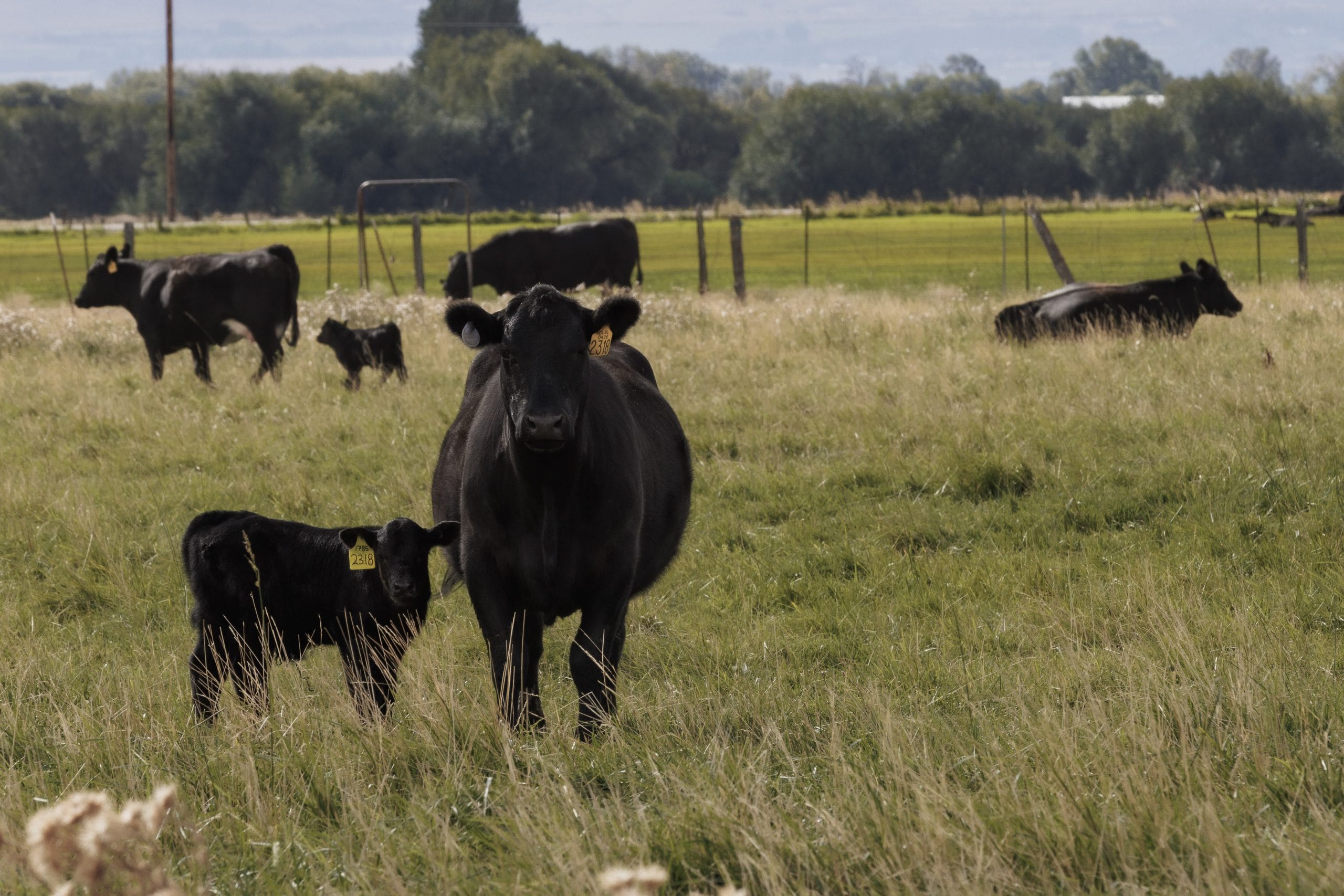 The length of gestation in beef cattle 