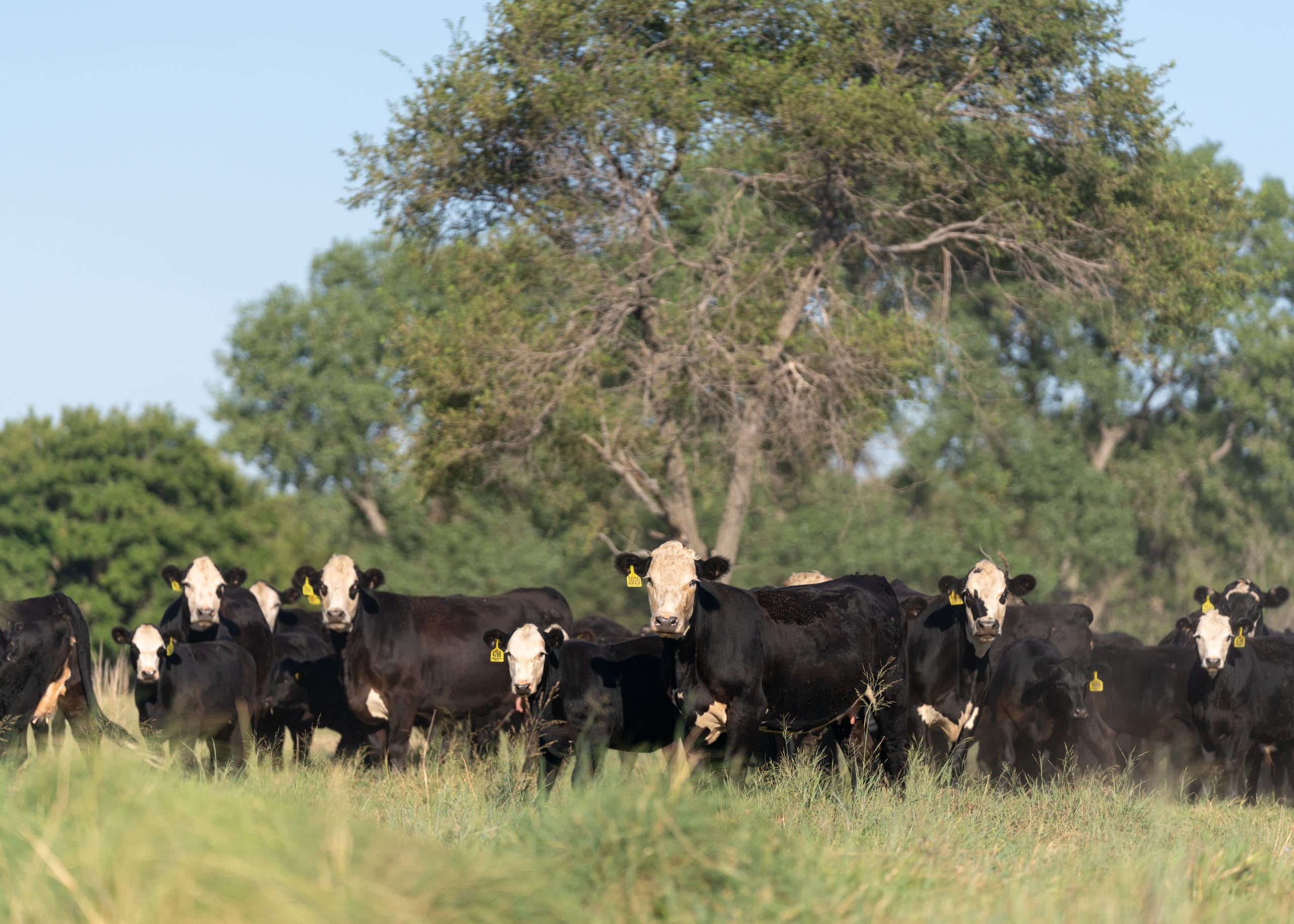Maternal heterosis pays and pays