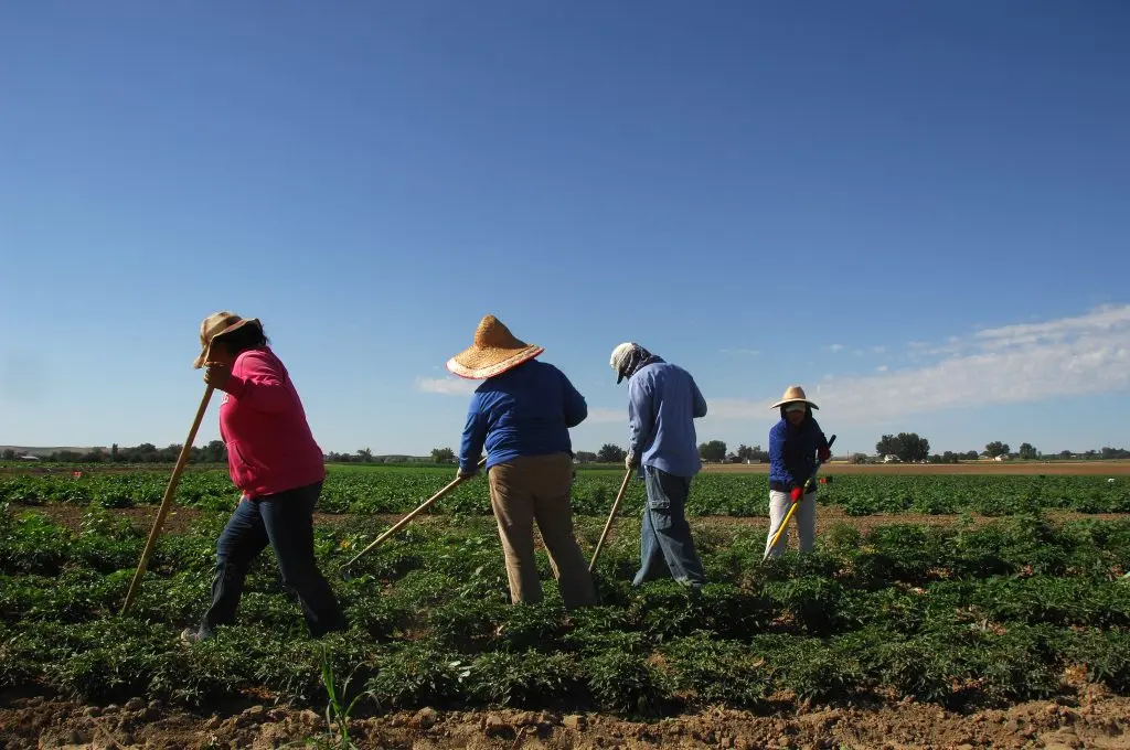 Newsom signs California farm labor reform bills