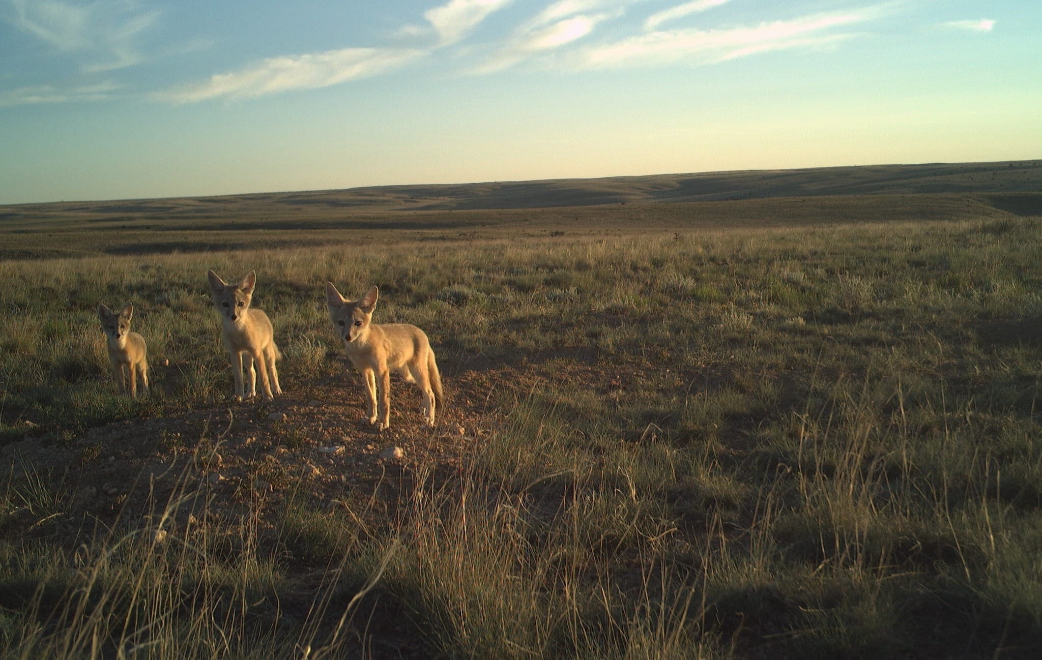 Studying the effects of wind turbines on ground-dwelling mammals