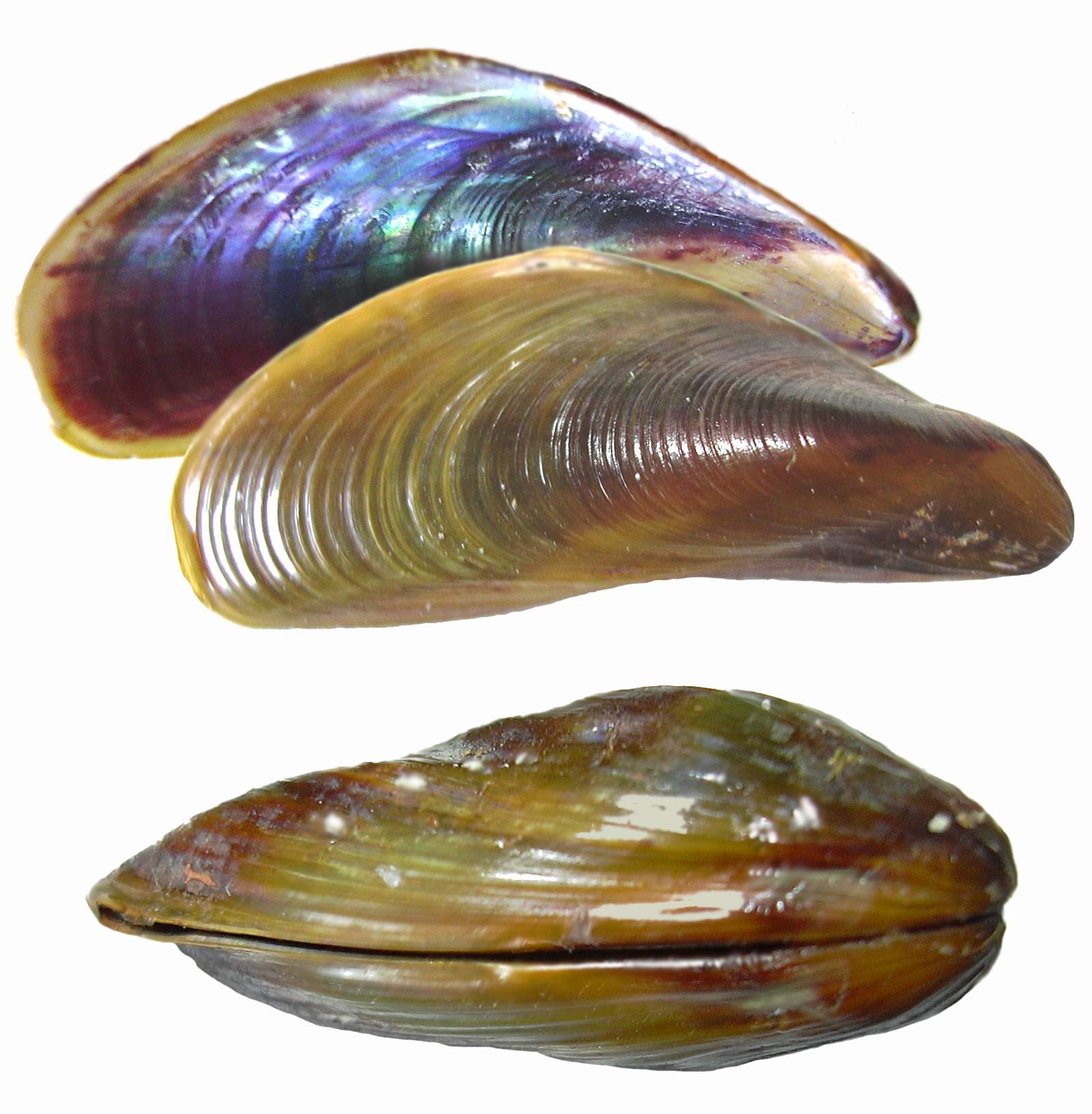 Invasive mussels spread, could clog irrigation systems