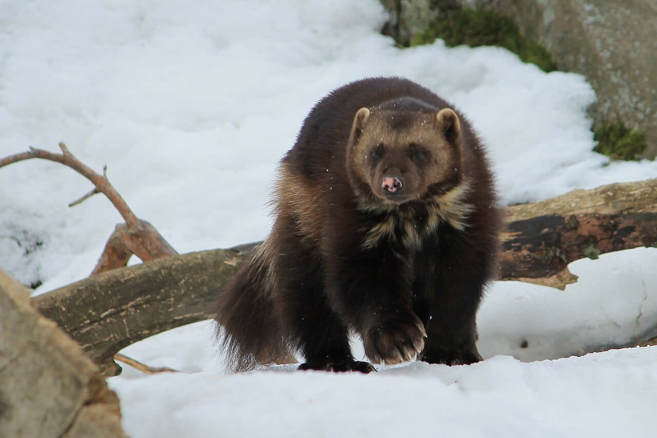 Groups sue feds for failure to protect wolverines