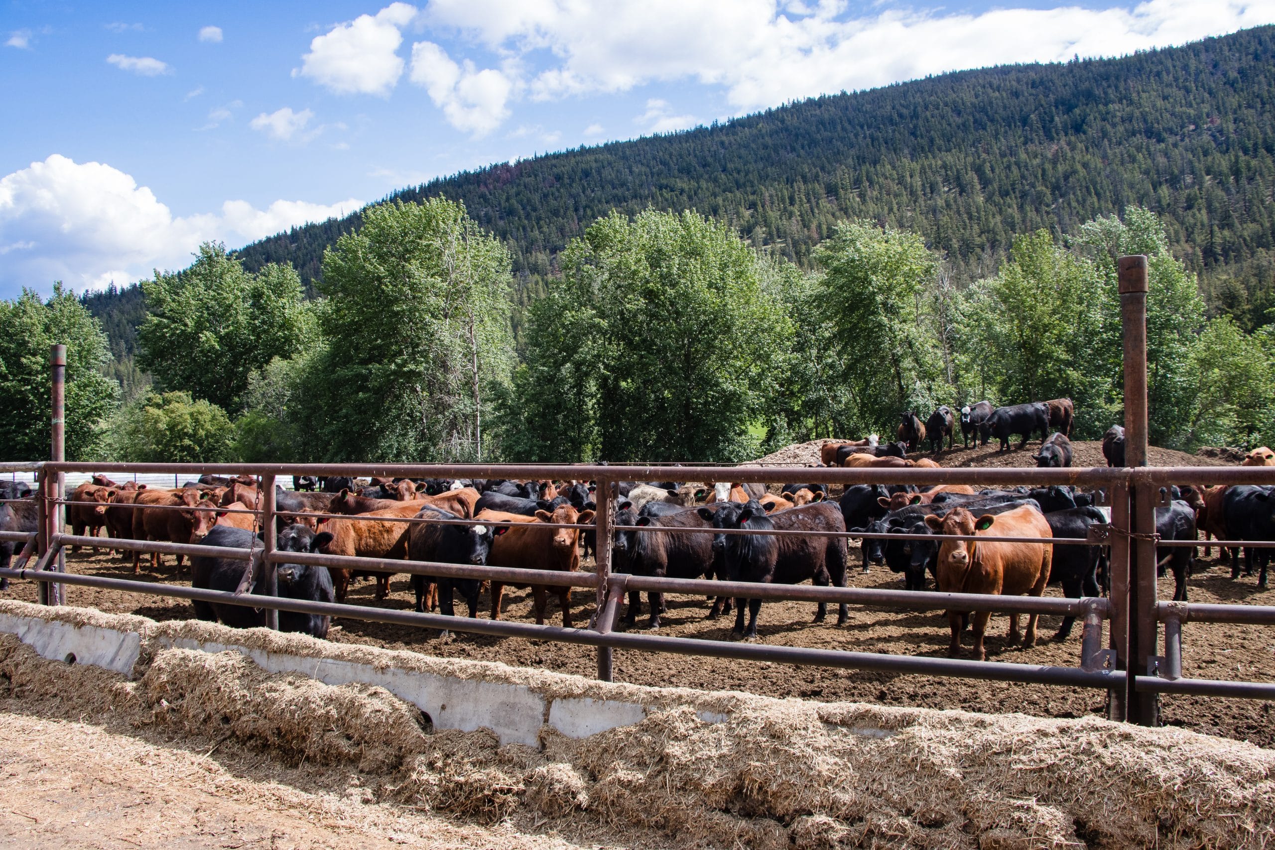 Market outlook and rebuilding the cow herd