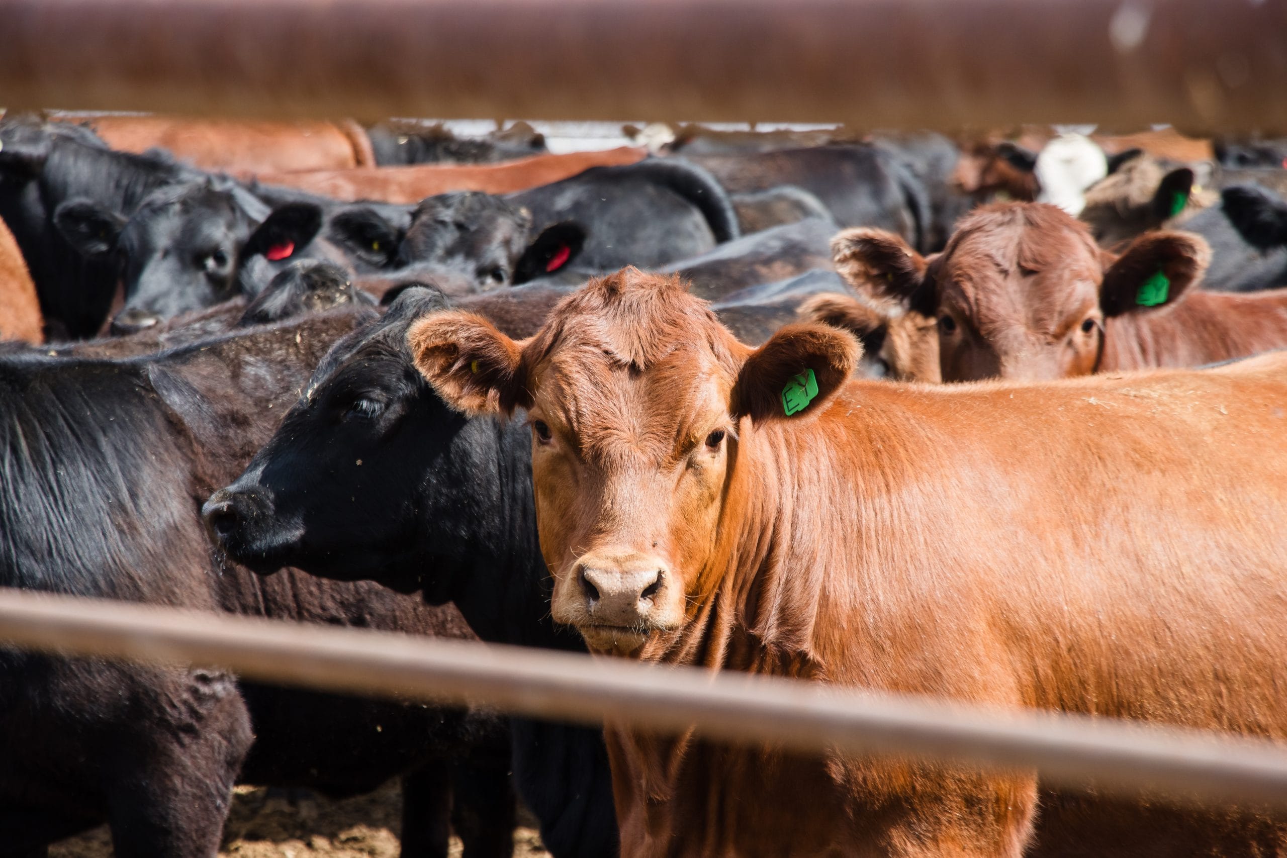 USDA settles $25M livestock case