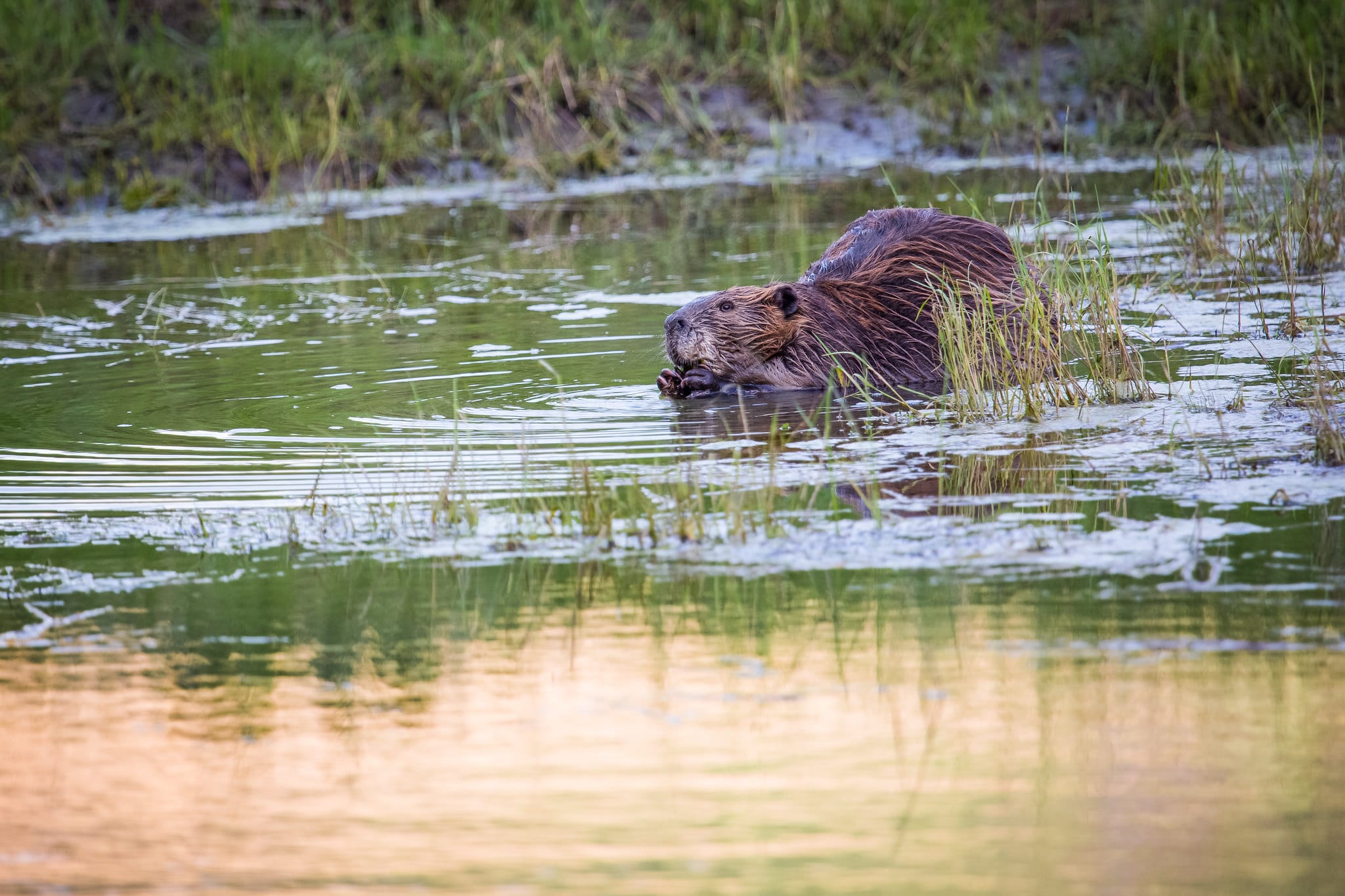 CO ag, hunting groups form coalition