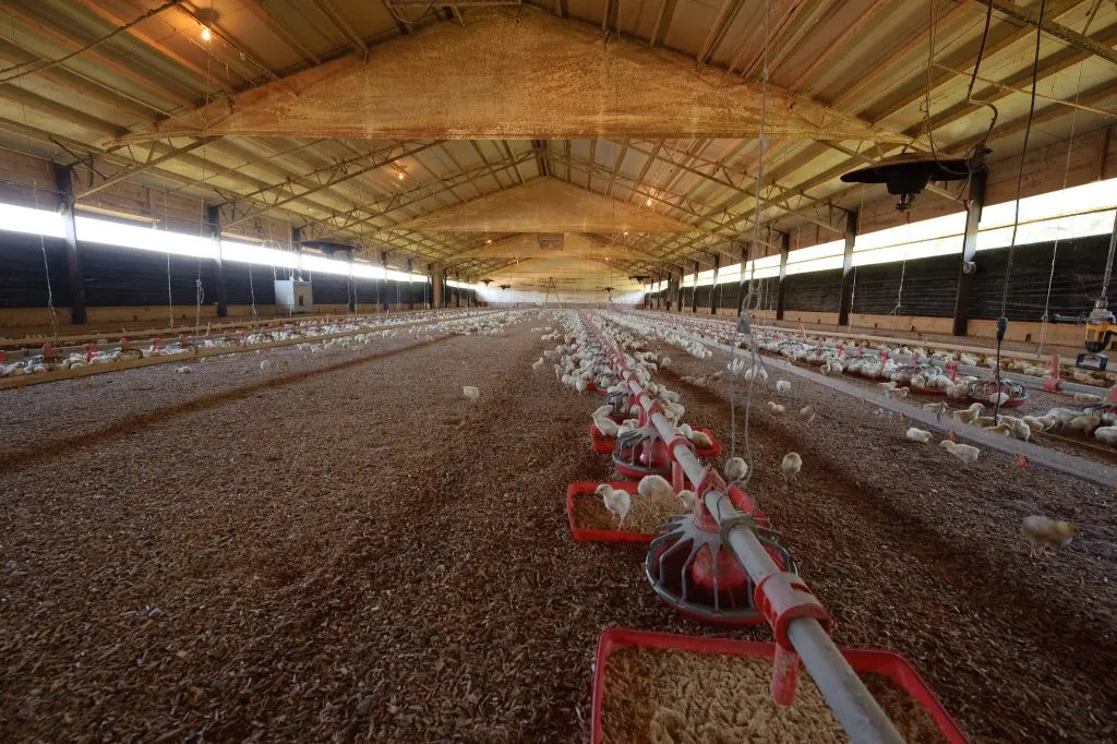 Federal judge rejects settlement in OK poultry waste case