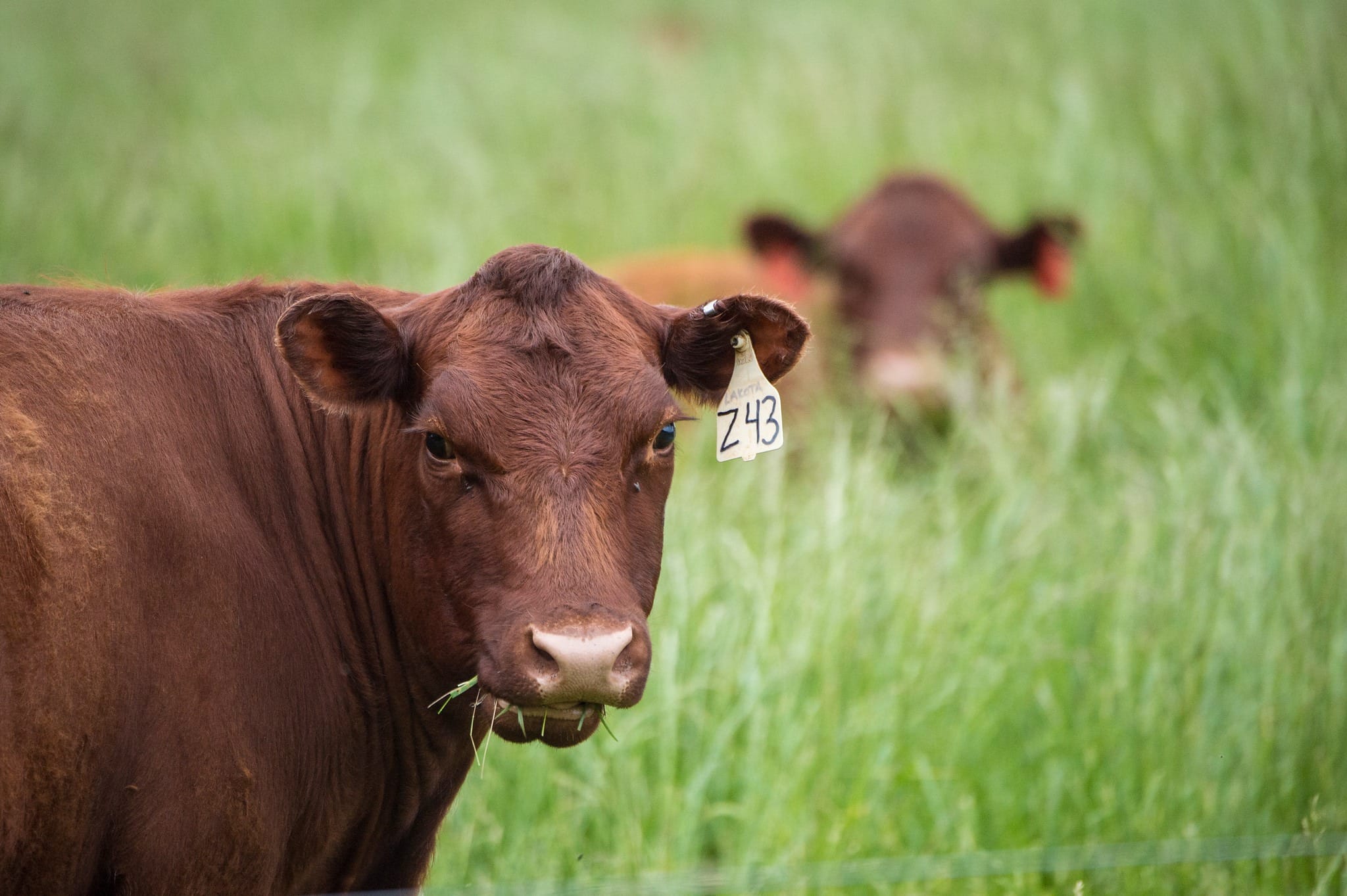 Using flash grazing this spring